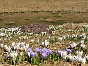 33 Al Monte Campo Crocus vernus bianchi e violetti con pozza